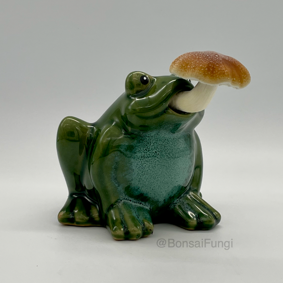 Bonsai Fungi (Report)